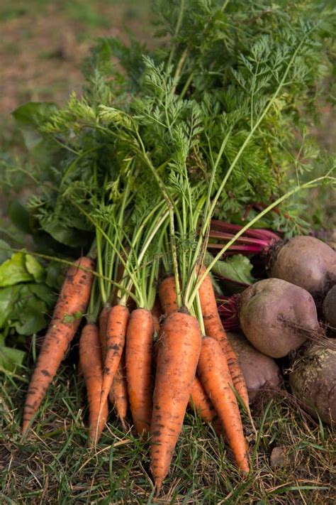 Harvest Of Fresh Raw Carrot And Beetroot On Ground In Garden