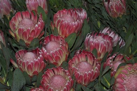 Protea Pink Duke Protea Proteas And Leucadendrons Flowers By