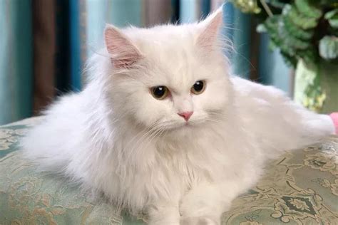 4 Cara Merawat Kucing Persia Medium Yang Tepat Penjedar Halaman 2
