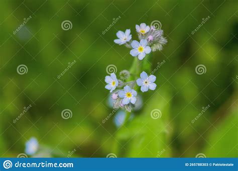 Blue Forget Me Not Flowers Blooming On Green Background Forget Me Nots