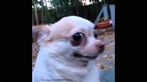 Chihuahua Watery Eyes Meme Pets Lovers