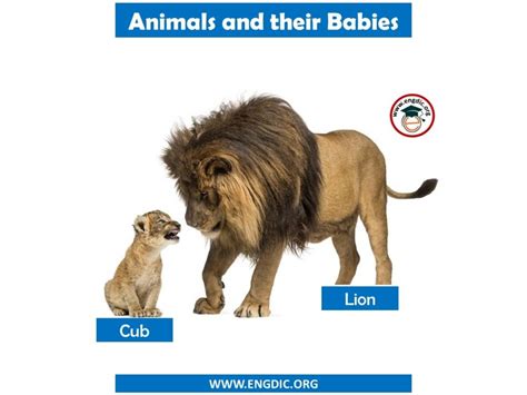 Animals And Their Babies Names In English Engdic