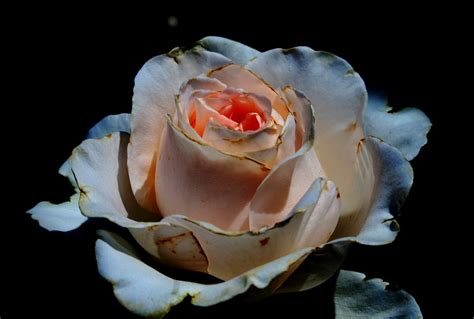 Rose Bloom Bud Free Photo On Pixabay
