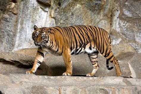 Just A Handful Of Tiger Subspecies Remain In The Wild Here They Are