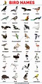 Bird Names: List of 30+ Names of Birds in English with the Picture - My ...