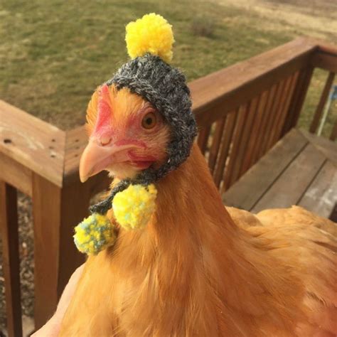 Pin By Anto 🐥 On Galinhü Pet Chickens Chicken Humor Chickens
