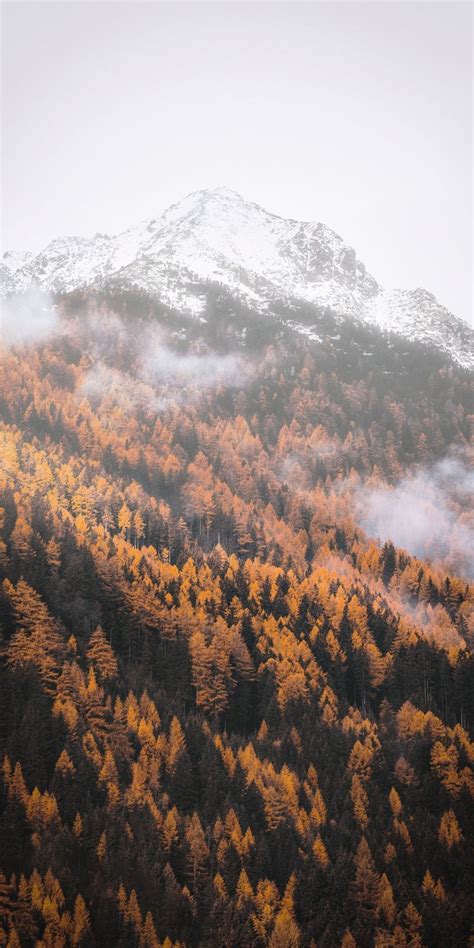 Autumn Forest Tree Yellow Mountains 1080x2160 Wallpaper Paysage