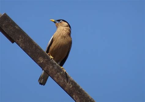 Hd Wallpaper Bird Myna Mynah Brahminy Myna Starling Brahminy