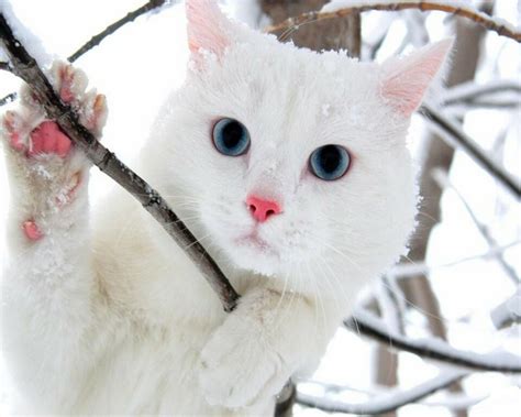 Winter Kitten Wallpaper Wallpapersafari