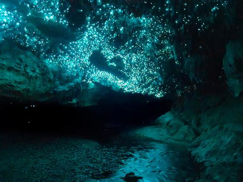 Glow Worms Lighting Up A Cave In New Zealand Rnatureismetal