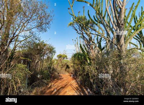 Madagascar Spiny Thickets At Berenty Reserve Anosy Madagascar 48