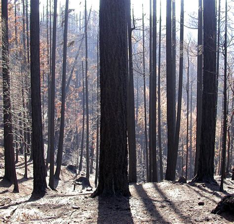 Arson In The Umpqua National Forest Apple Fire Arson In T Flickr