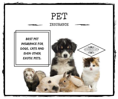 Best Pet Insurance for Dogs, Cats And Other Exotic Pets