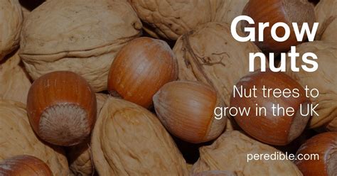Nuts You Can Grow In The Uk And Why They Are So Good For You