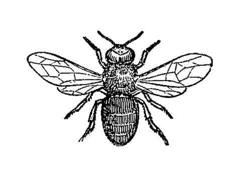 Bee Line Art