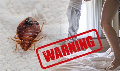 Holidays Bed Bugs Growing Threat In Hotel Rooms And On Flights
