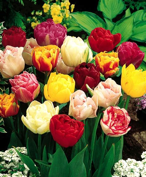 The Peony Flowering Tulip Mixture Tulips Flowers Bulb Flowers Fall