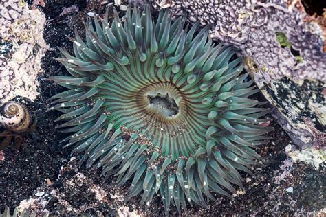 Cnidarians Jellyfish Corals And Sea Anemones Animalia