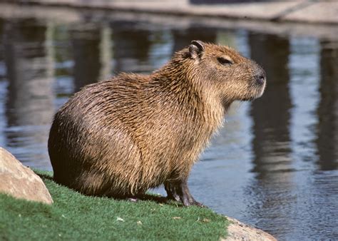 Capybara Animals Amazing Facts And Latest Pictures All Wildlife
