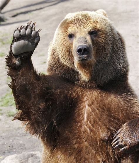 57 Best Bears Waving Images On Pinterest