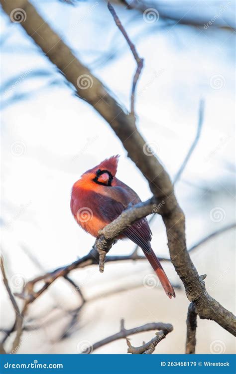 Selective Focus Shot Of A Male Northern Cardinal Bird Perched On A Bare