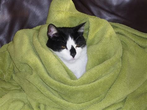 Das mittel täschadet also dreifach durch tödliches fieber, durch tödlich giftige radikale die die zellen zerstören und durch den. Die physiologischen Daten der Katze - Katzenzeit Kiel