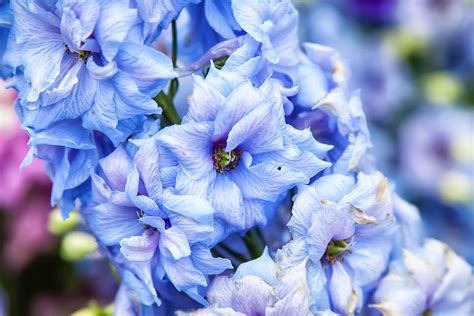 Free Stock Photo Of Beautiful Flowers Blue Flowers