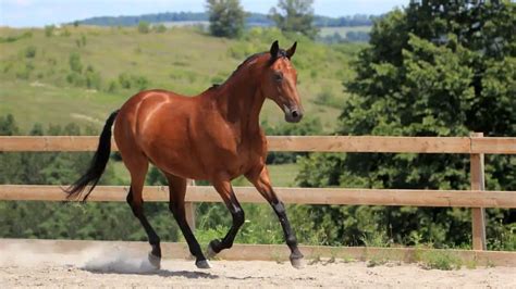 Standardbred Facts And Information Breed Profile