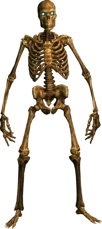 Skeleton Skulls Png Images Free Download