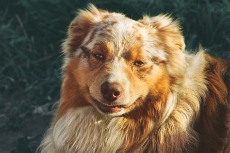 11 Facts About Australian Shepherds With Pics Lovetoknow Pets