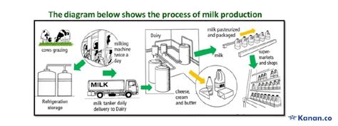 The Diagram Below Shows The Process Of Milk Production