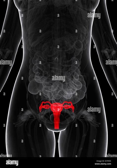 Female Reproductive Organ Hi Res Stock Photography And Images Alamy