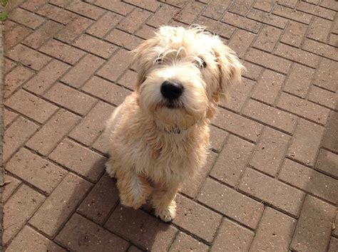 Why buy a fox terrier (wirehaired) puppy for sale if you can adopt and save a life? Soft coated Irish wheaten terrier puppies | Whitchurch ...