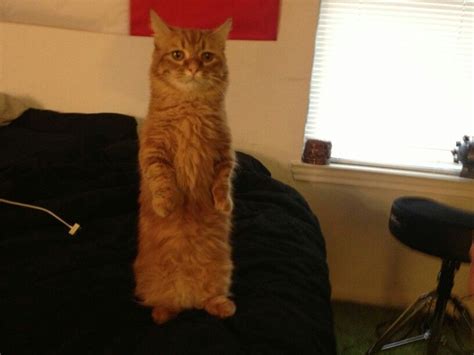 Skinny Jean Furpant Cat Stands Cats Orange Cat