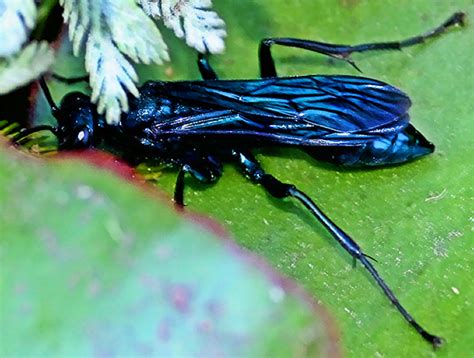 Large Black Wasp Chalybion Californicum Bugguidenet