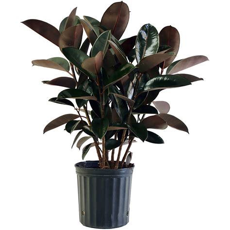 Costa Farms Live Indoor 18in Tall Purple Burgundy Rubber Bright Indirect Sunlight Plant In