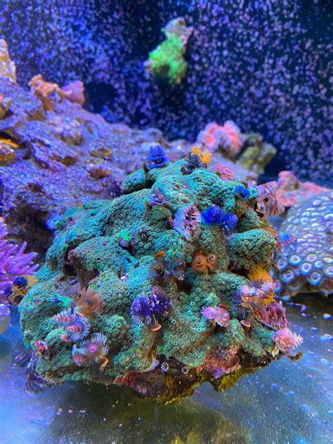 Christmas Tree Worm Rock Care Reef2reef Saltwater And Reef Aquarium Forum