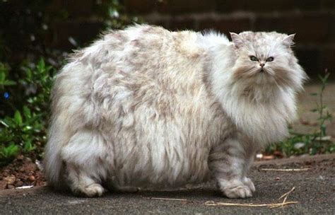 18 Of The Fluffiest Cats On The Planet We Love Cats And Kittens