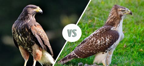 Falcon Vs Hawk The Differences With Pictures Optics Mag