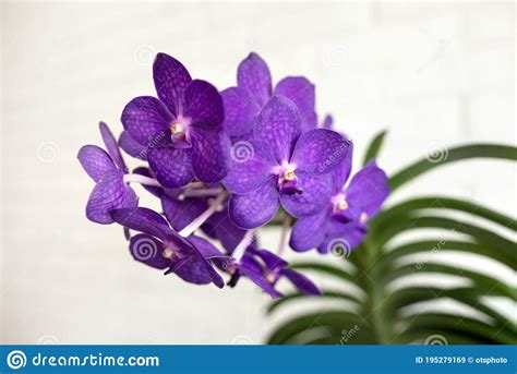 Purple Vanda Orchid Flower In Bloom Close Up On Stock Image Image Of