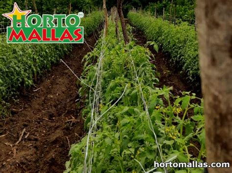 Effects Of Tomato Raffia Twine Trellis Netting And Tomato Net On Plants