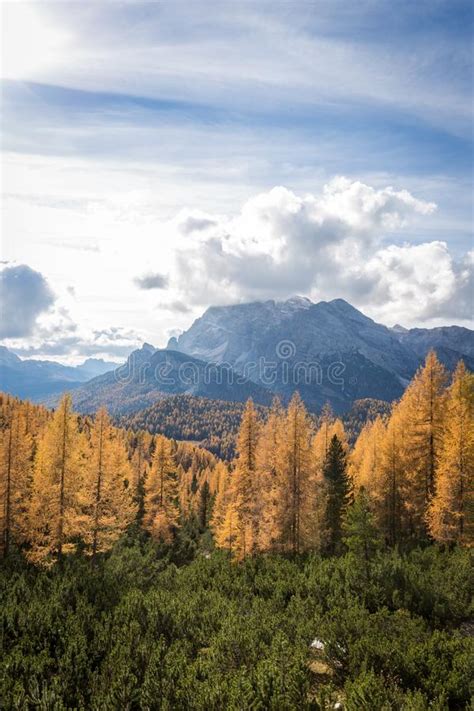 Ginkgo Trees And Forest In Autumn Mountains In Dolomites South Tyrol