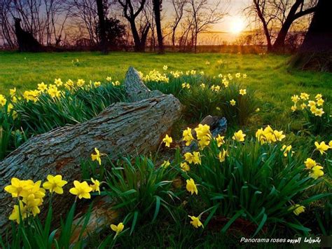 Good Morning Daffodils Grass Flower Nature Garden