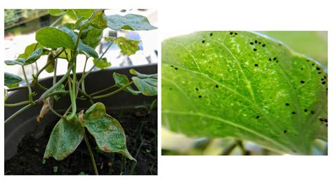 What are those white bugs on citrus trees pests in the. #black #bugs #draining #Glories #life #morning #plants # ...