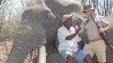 Massive Zimbabwe Elephants Killing Legal But Right