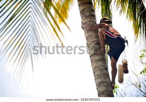 2 492 Coconut Tree Climbing Images Stock Photos Vectors Shutterstock