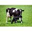 Arla Introduces New Calf Policy To Increase Selling Options  FarmingUK
