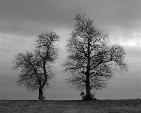 Lonely Trees Photograph By Evan Buck Fine Art America