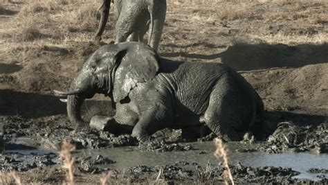 African Elephant Rolling In Muddy Stock Footage Video 100 Royalty Free 18603512 Shutterstock