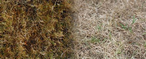 Dead Grass Vs Dormant Grass What Is The Difference
